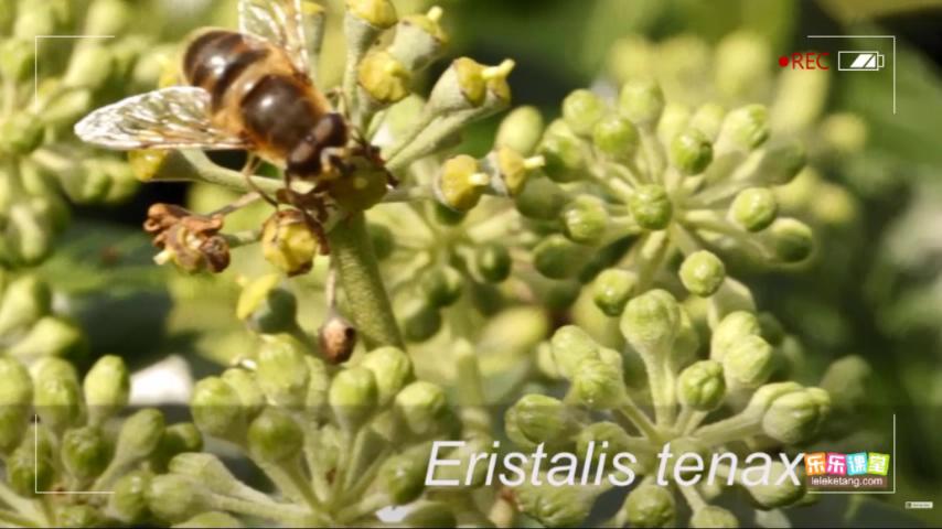 03. 不同等级的分类单位——从种到界.mp4_20201029_175830342.jpg