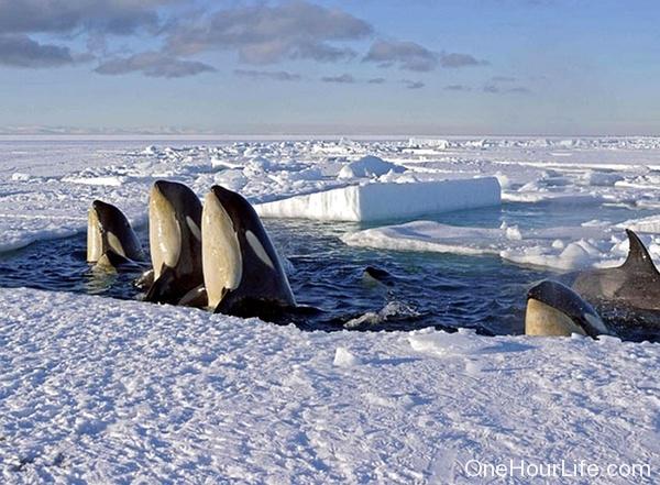 BBC:《冰冻星球 Frozen Plant》