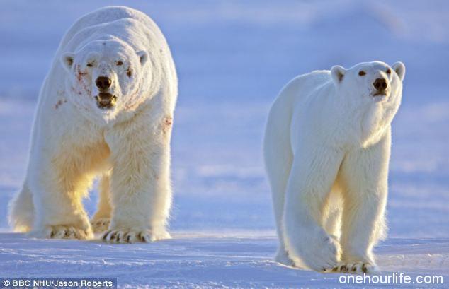 一只雄性北极熊(左)为争夺一只雌性北极熊,成功击败了十个竞争对手