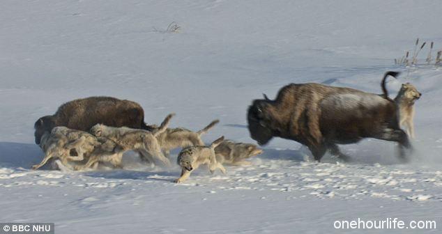 在狼群的追击下,野牛四散奔逃。狼群则选择一些落单的小野牛进行攻击