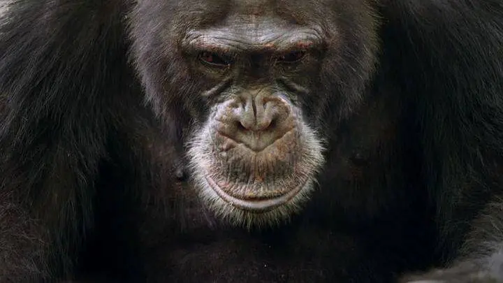 1621183974918933.jpg p56617484.jpg