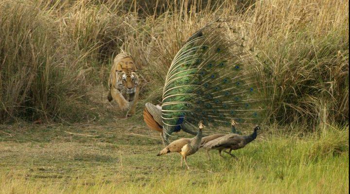 1621184091362400.jpg p56617488.jpg