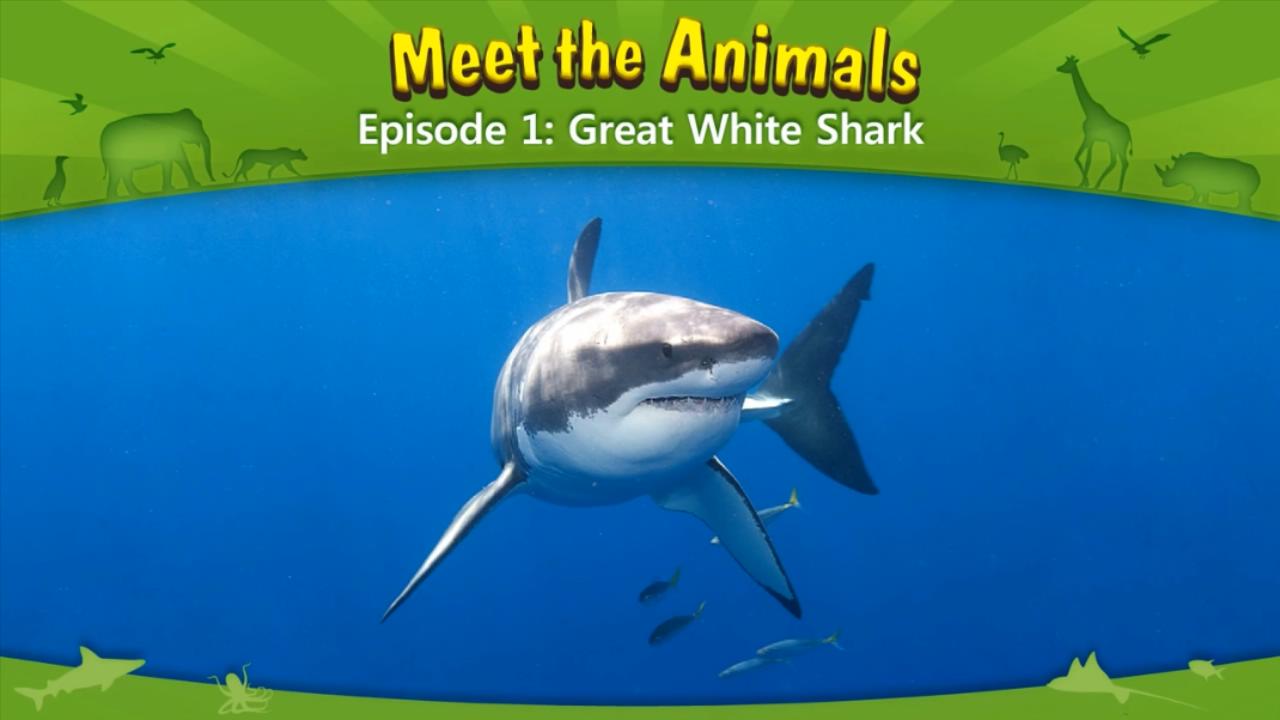 1641312521452730.jpg 001_Great White Shark.mp4_20220105_000829140.jpg