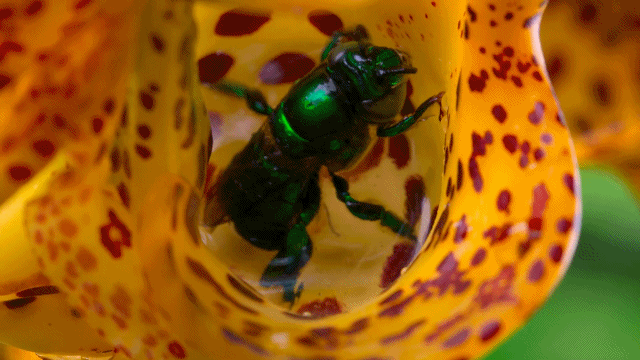 1687792541123761.gif Tiny.World.S01E02.Jungle.1080p20236262246261.gif