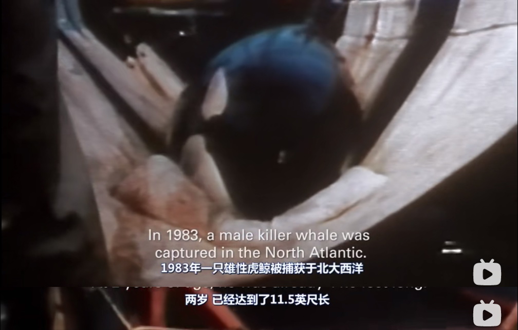 1610285889140191.jpg 黑鲸.jpg