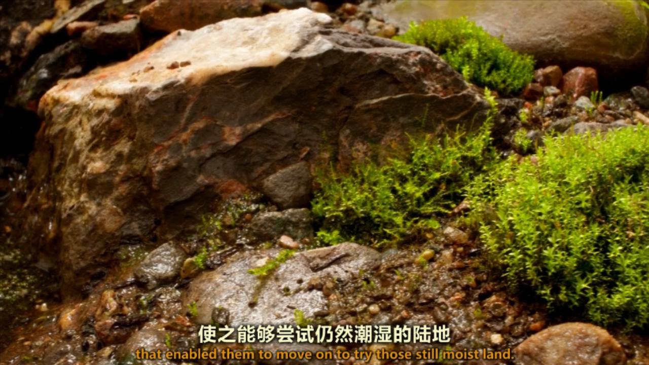 1592658552905999.jpg 植物王国E01.Kingdom.of.Plants.with.David.Attenborough.e01.720p.jlpzj.Chs&Eng.mp4_20200620_210830243.jpg
