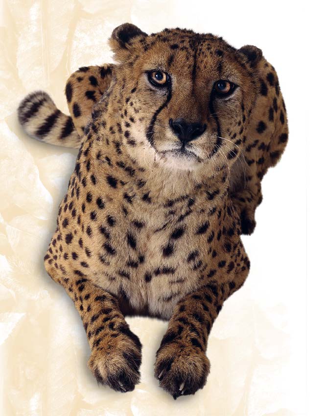 1711407416999561.jpg Amazing Animals Q %26 A_页面_05.jpg