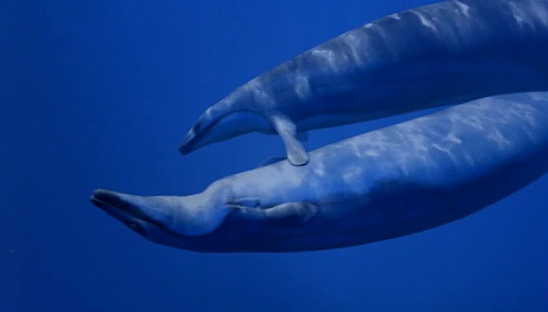 BBC 与巨兽同行 Walking with Monsters 高清纪录片下载 No.5 BBC 与巨兽同行 Walking with Monsters 高清纪录片下载图片 No.5