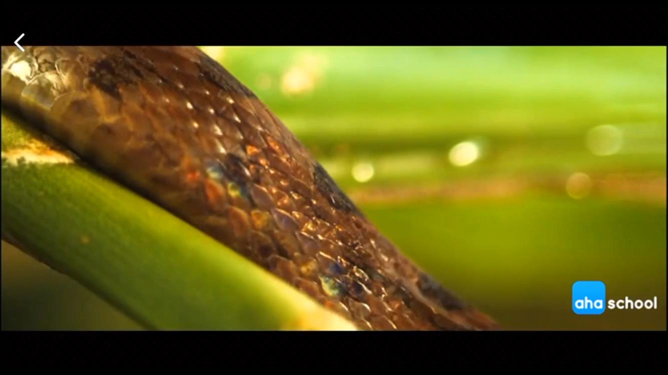 1709739163411740.jpg 8. 巳蛇.mp4_20240306_233204199.jpg