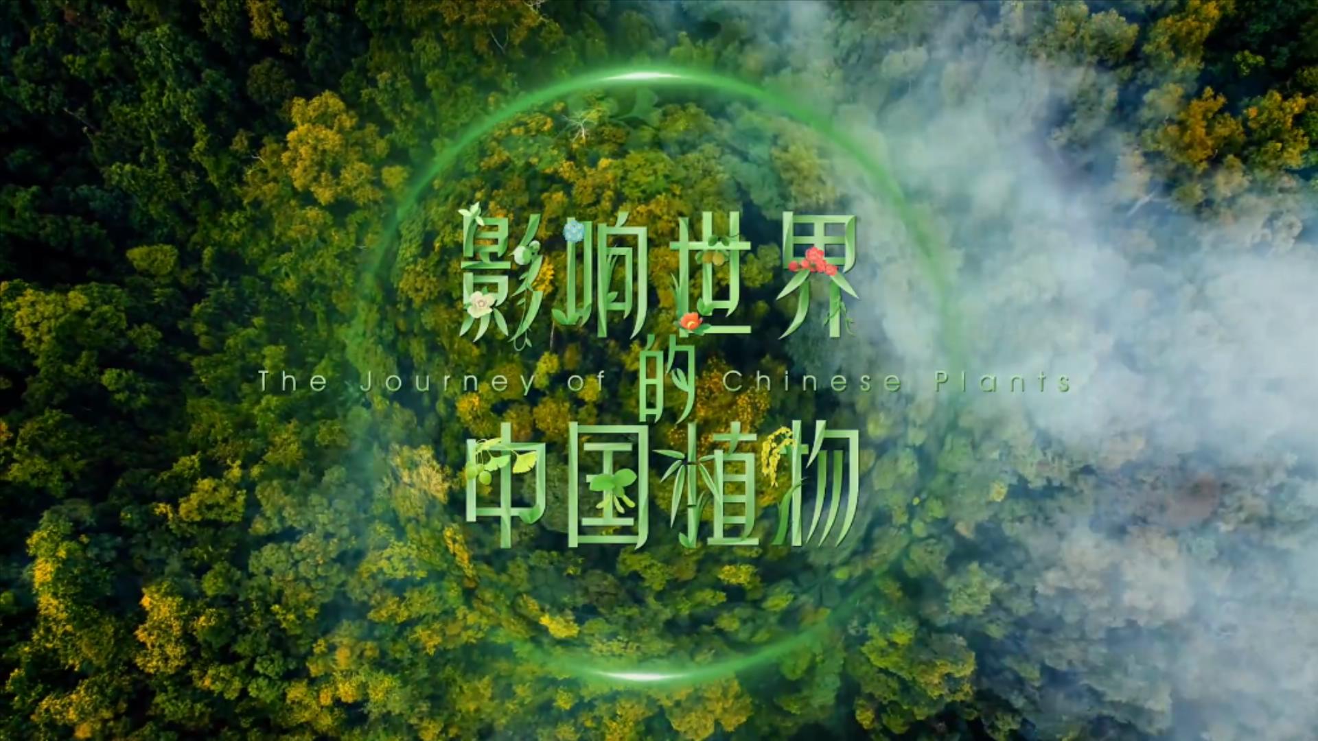 1726804799594664.jpg 影响世界的中国植物S01E10.mp4_20240920_115938348.jpg