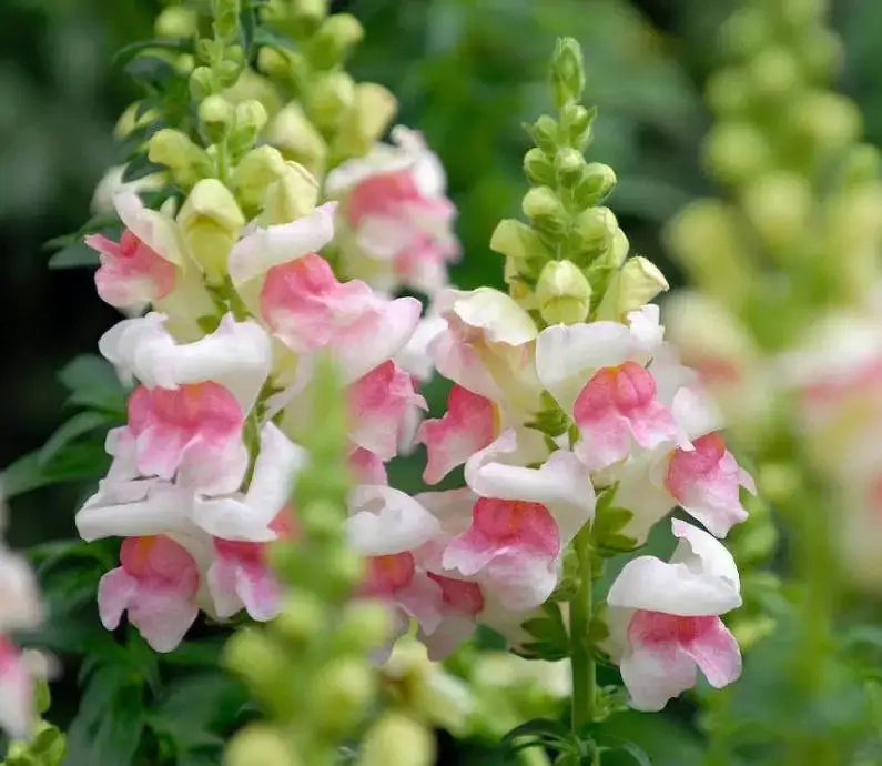 1713232445757689.jpg 001.jpg