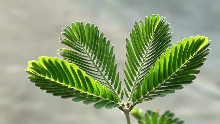 1713232486102787.jpg 001.jpg