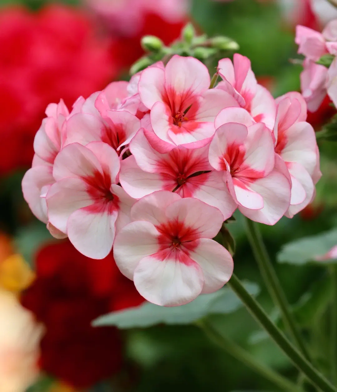 1713232650559777.jpg 001.jpg