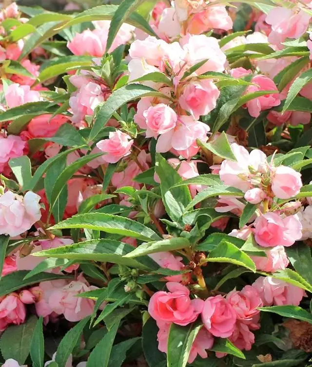 1713232676657140.jpg 001.jpg