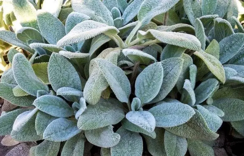 1713232703147180.jpg 001.jpg