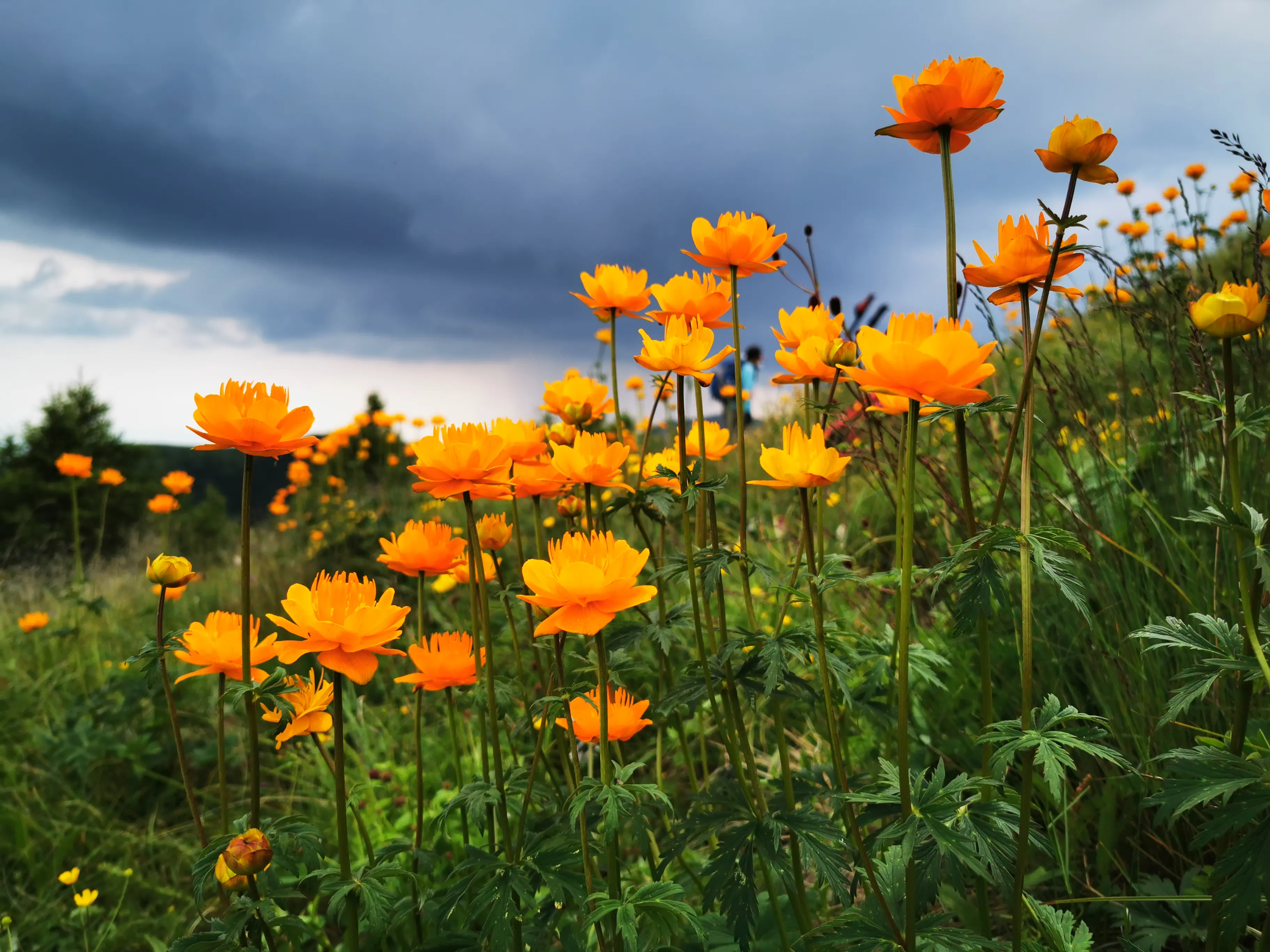 1713232730368237.jpg 001.jpg